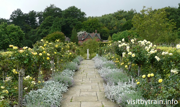 Photograph of Chartwell Golden Roses